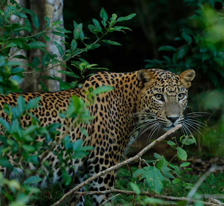 Noel Rodrigos Leopard Safaris