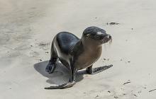 Galápagos & Costa Rica