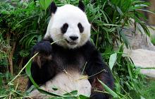 Luxury China Honeymoon Yangtze & Pandas