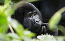 Mountain Gorillas & Big 5 Honeymoon