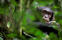 Remote Tanzania & Chimps