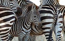 Serengeti & Zanzibar Honeymoon