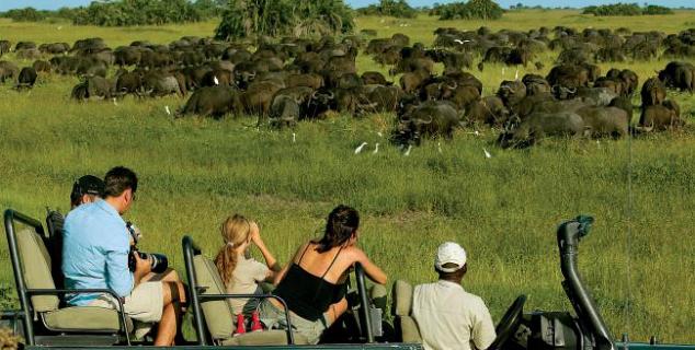 Buffalo in the Okavango