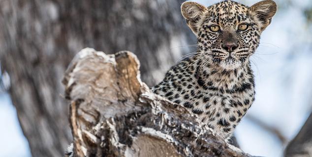 Leopard cub, Okavango