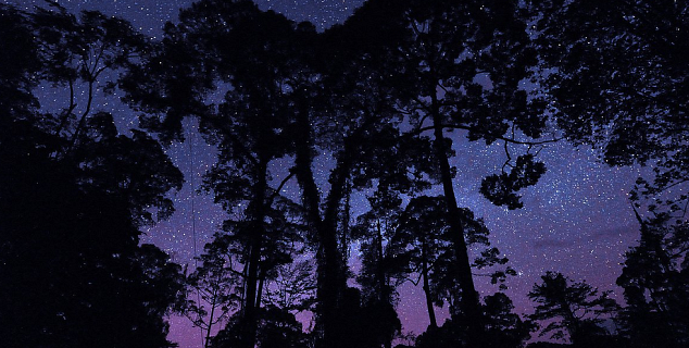 Rainforest at night