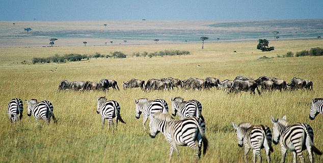 The Masai Mara Reserve