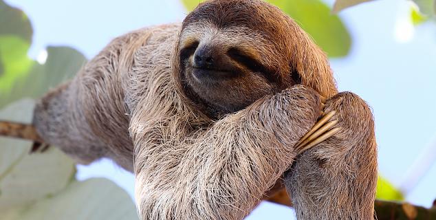 Three- toed sloth, Costa Rica