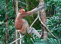 Bako National Park