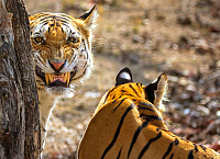 Wildlife of Madhya Pradesh