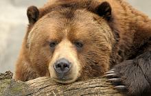 Alaska by Rail & Road: Wilderness Journey