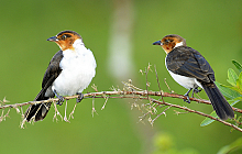 Bird Lovers Ecuador