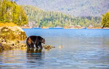 Coastal Wonders of BC: Vancouver Island