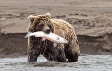 Grizzly Bear & Coastal Wilderness