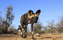 Madikwe & Mauritius