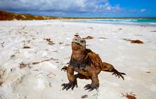 Rio, Iguazu Falls & Galapagos