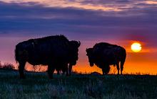 Wild American West: Yellowstone and Beyond