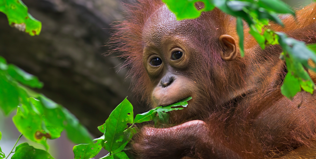 Baby Orang-utan, Sepilok