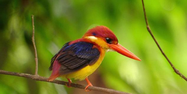 Birdlife at Tabin