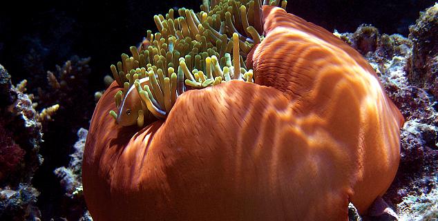 Clown Fish & Anemone