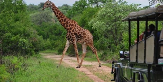 Game Drive