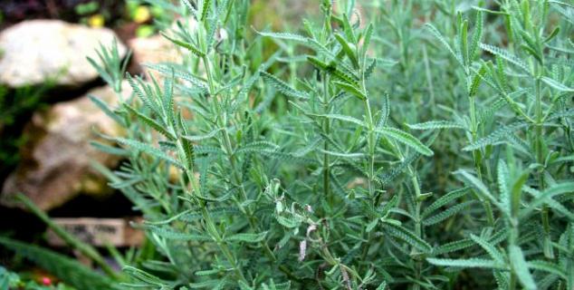 Herb Garden