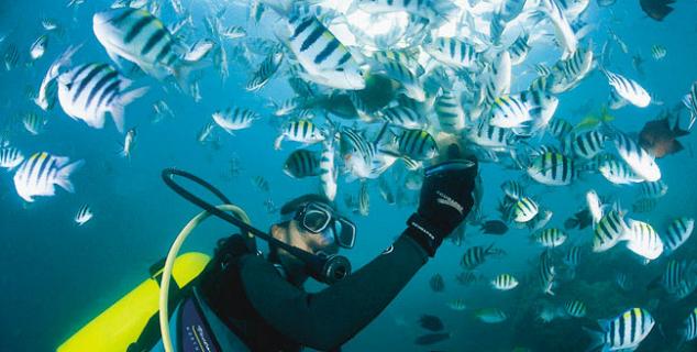 Intro Dive