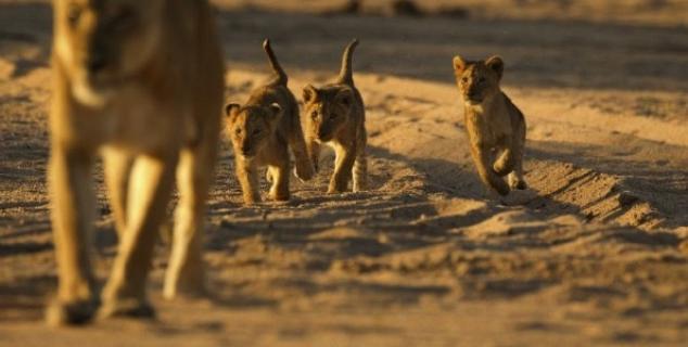 Lion Cubs