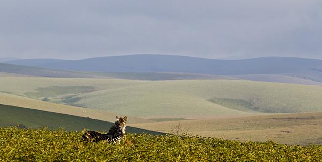 Nyika Plateau