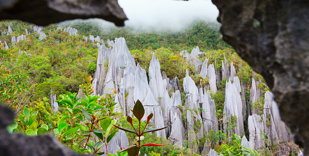 Pinnacles at Mulu