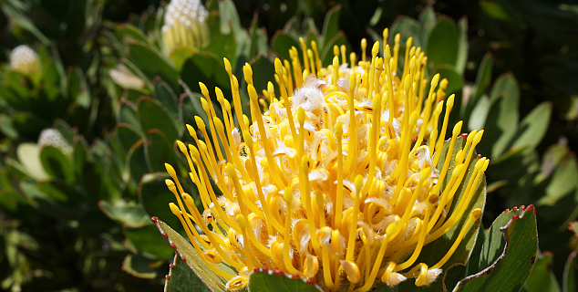 Protea