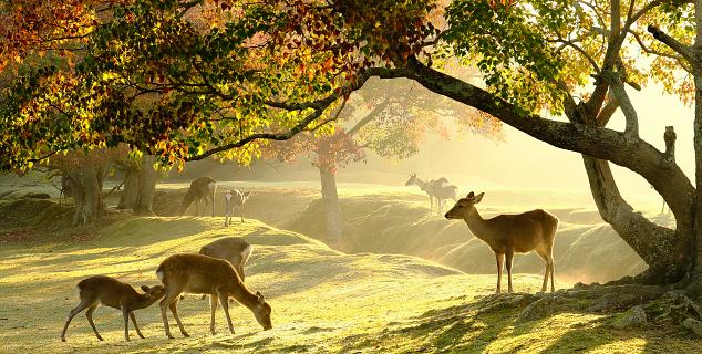 Wild Deer, Nara