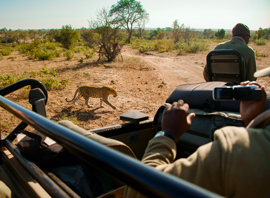 Safari South Africa